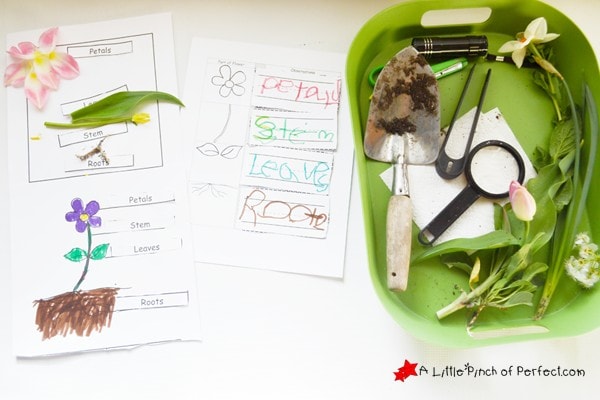 Life Science Activities For Preschoolers - Learn The Parts Of A Plant