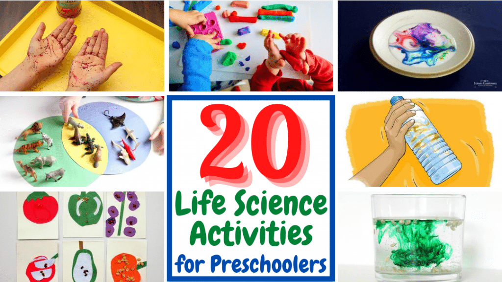 20 Amazing Life Science Activities For Preschoolers