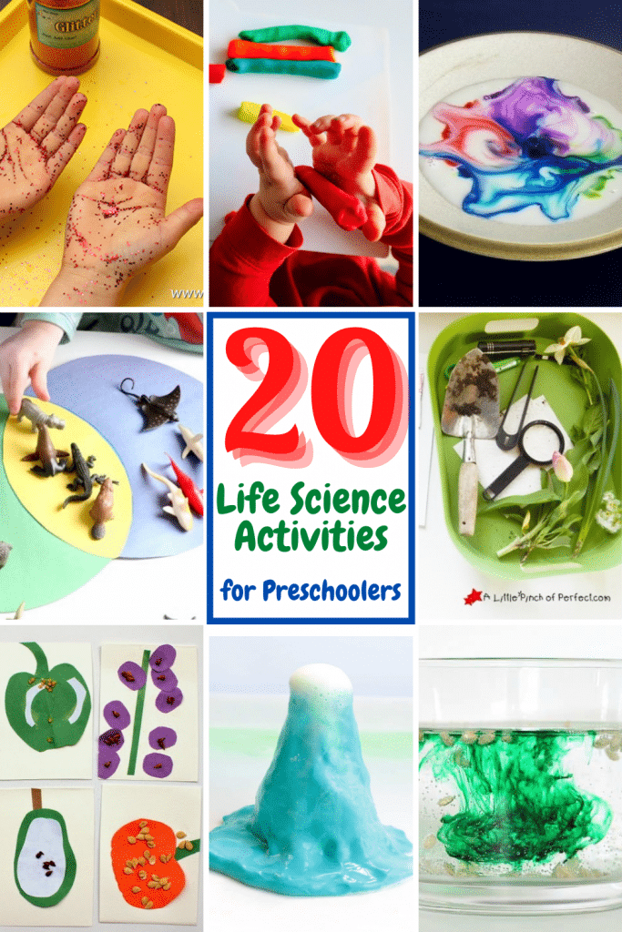 20 Amazing Life Science Activities For Preschoolers