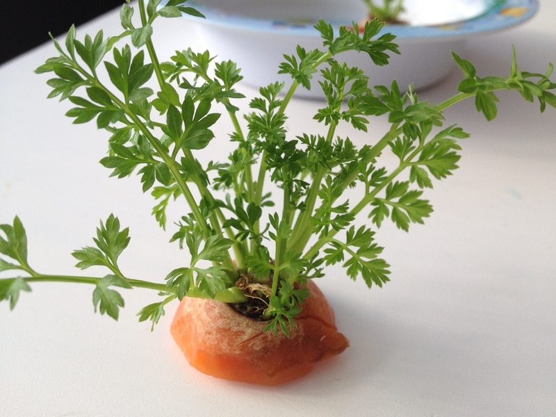 Teaching Fruits And Vegetables To Preschoolers - Growing Carrots On Carrot Tops